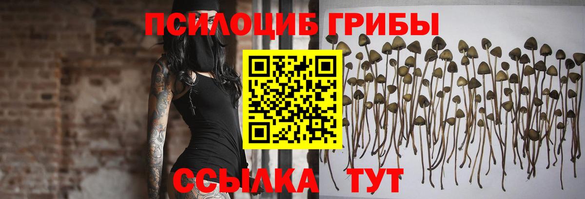 Псилоцибиновые грибы Psilocybine cubensis Лысьва
